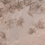 Krabbspår på stranden