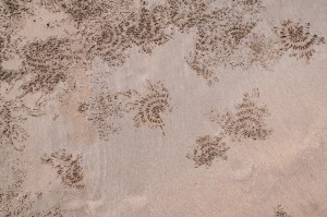 Krabbspår på stranden