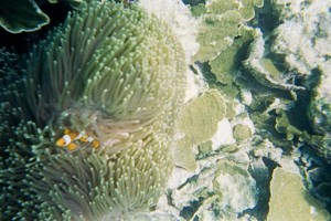 Nemo!