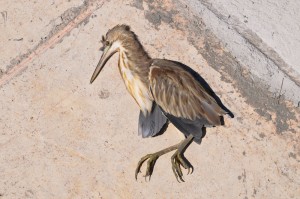 Road Kill #5