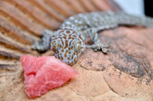 Geckon bara lyfte huvudet ett par millimeter när den fick vattenmelon