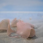 Ormskinn (eller något...) på beachen