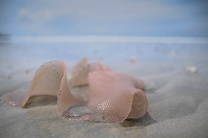 Ormskinn (eller något...) på beachen