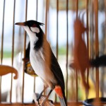 Pippifågel som Thaiarna har mängder av utanför sina affärer