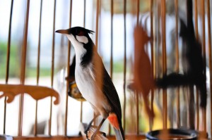 Pippifågel som Thaiarna har mängder av utanför sina affärer
